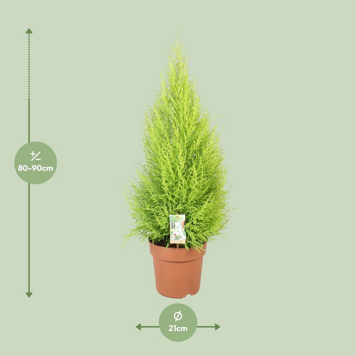 Cypress Goldcrest Wilma - Ø21cm - ↕90cm