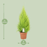 Cypress Goldcrest Wilma - Ø21cm - ↕90cm