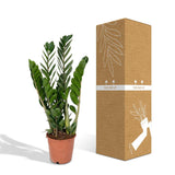 Zamioculcas Zamiifolia - Palmier émeraude - Ø14cm - ↕50cm