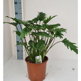 Plante artificielle Philodendron Xanadu Ø19 cm