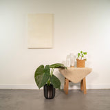 ALOCASIA WENII - Ø19cm - ↕65cm + Pot Mayk Lead