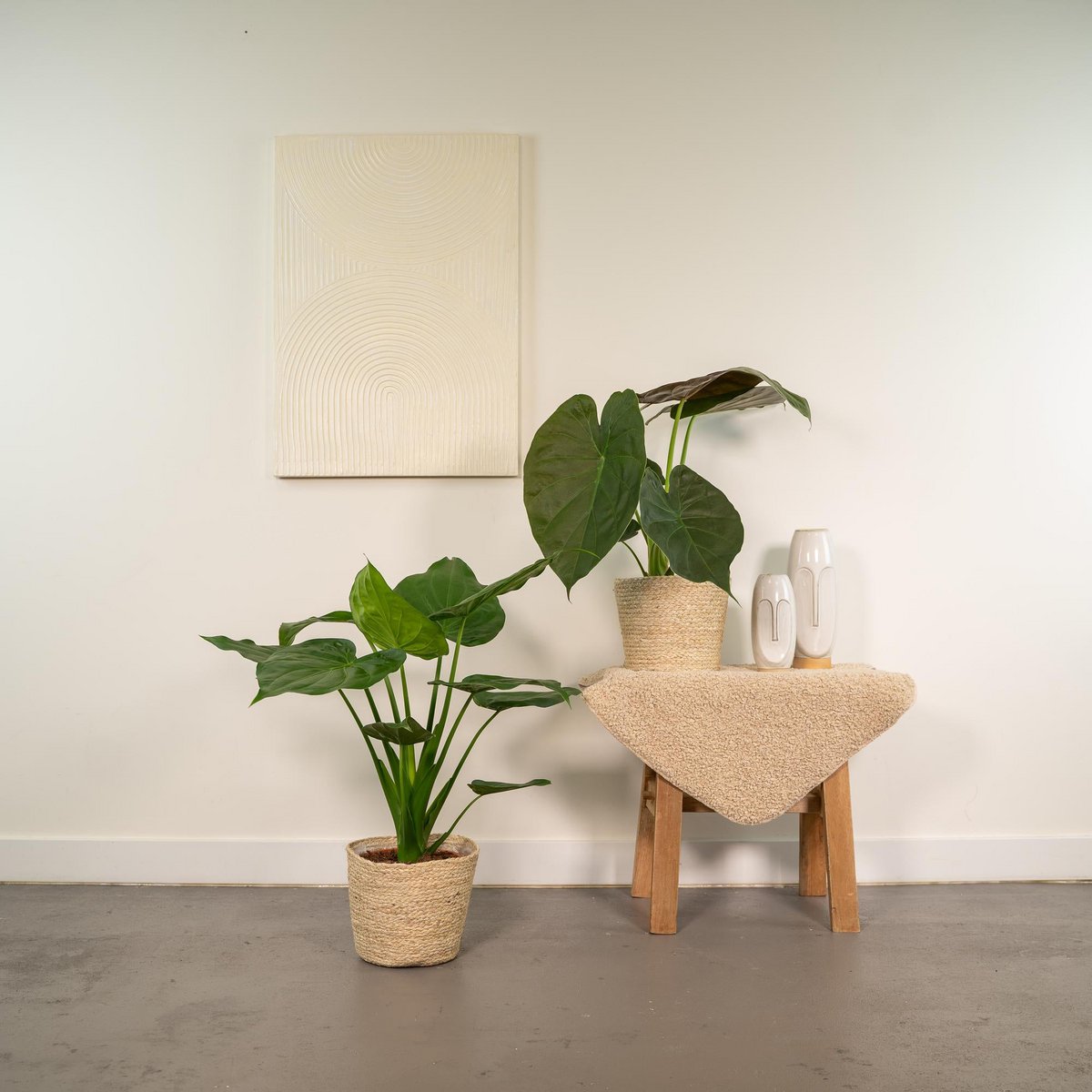 Lot de 2 plantes Alocasia vertes