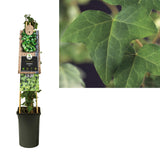 Hedera Helix +3.0 Label - Ø17cm - ↕75cm