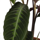 Calathea Warscewiczii - Plante Paon - Ø19cm - ↕70cm
