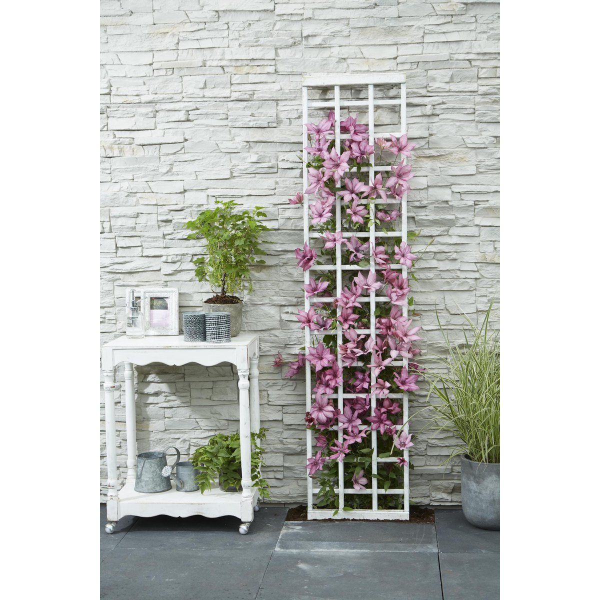 Plante Clematis Giselle rose 15 cm