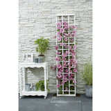 Plante Clematis Giselle rose 15 cm