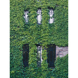 Hedera Irish - Ø15cm - ↕65 cm
