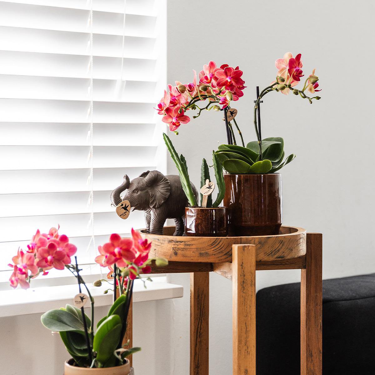 Image de diapositive