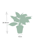 Aglaonema Crète - ø12cm - ↕30cm