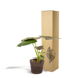 Plante artificielle Alocasia Wentii Ø19 cm 65 cm