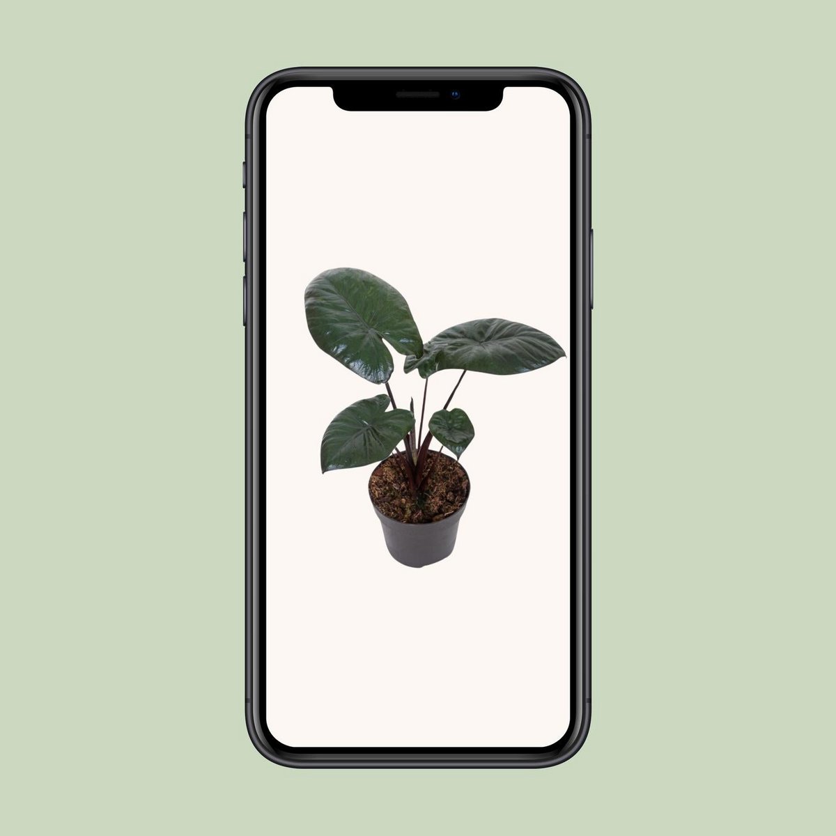 Gros plan sur les feuilles brillantes de l'ALOCASIA Chocolate