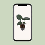 Gros plan sur les feuilles brillantes de l'ALOCASIA Chocolate