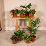 Coffret surprise - 8 plantes d'intérieur diverses - ø12cm - ↕10-25 cm