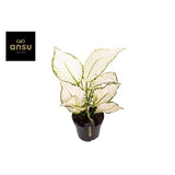 Plante artificielle Aglaonema blanc Ø12 cm