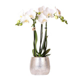 Orchidée phalaenopsis blanche en pot céramique argenté