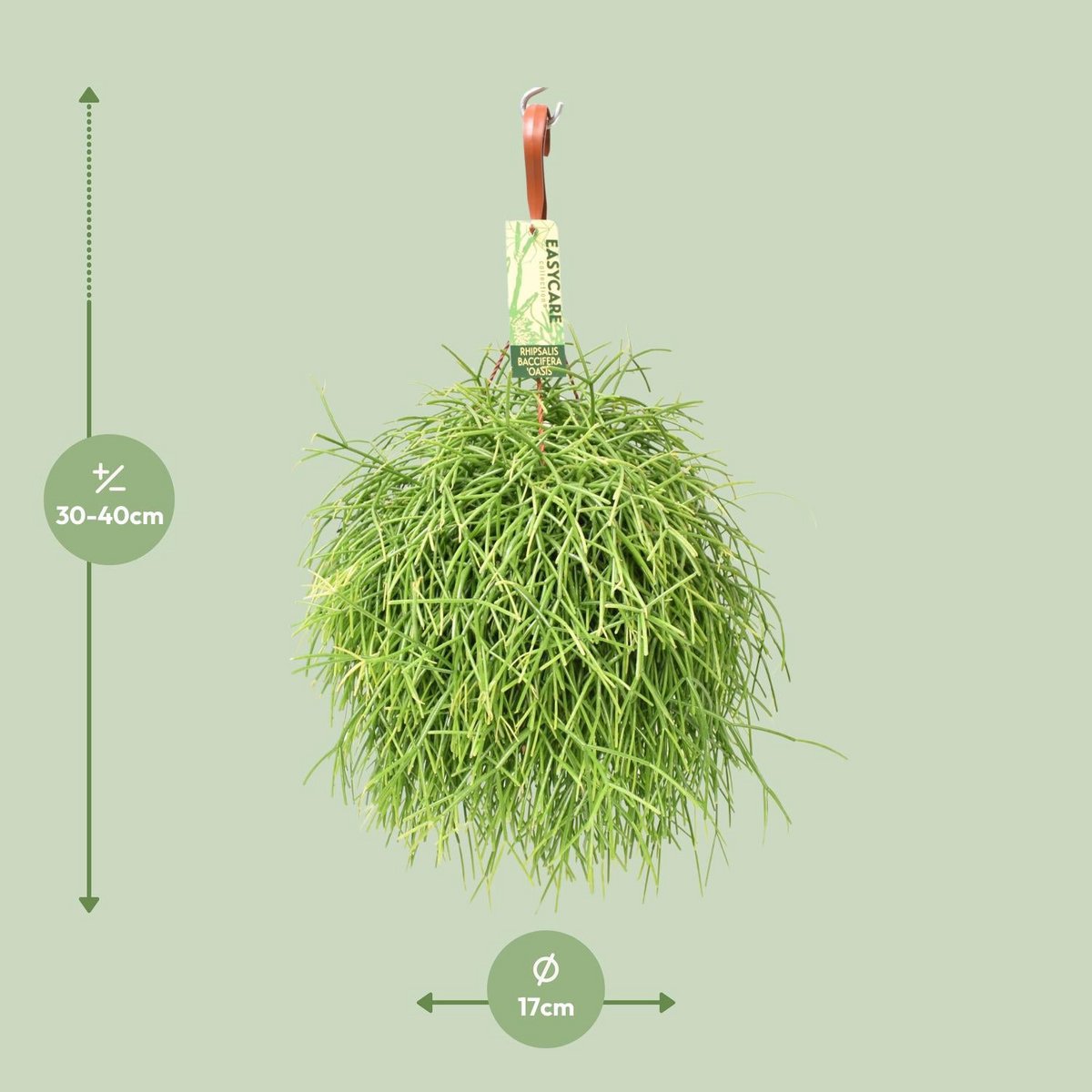 Rhipsalis baccifera oasis - Ø17 ↕35