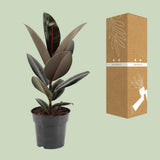 Ficus elastica Abidjan - Ø17cm - ↕55cm