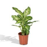 Dieffenbachia Mars - Voleur de Bagdad - Ø17cm - ↕50cm