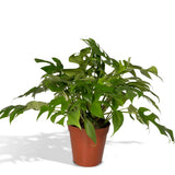 Monstera Minima - Plante en trou - Ø15cm - ↕25cm