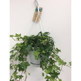 Plante grimpante hedera helix Ø17 cm
