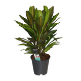 Cordyline Kiwi - Ø19cm - ↕55cm