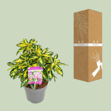 Plante rhododendron gold leaf 19 cm