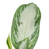 Aglaonema baie argentée en pot Ø17 cm