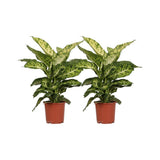 Dieffenbachia Mars - 2 pièces - Ø17cm - ↕50cm