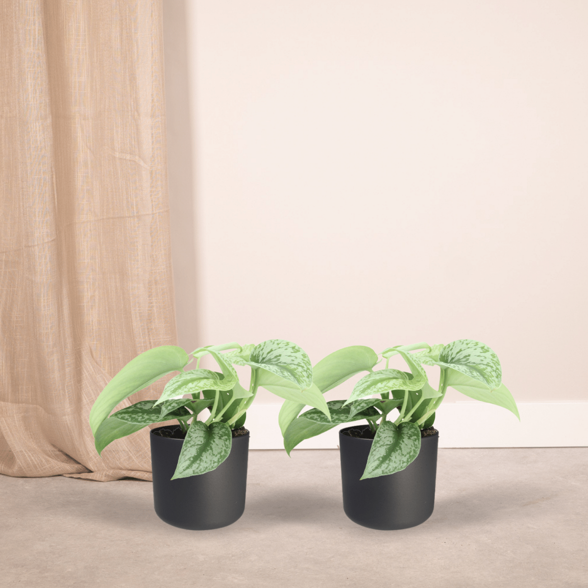 SCINDAPSUS Picture Trebie (Epipremnum) - 2 stuks - Ø12cm - ↕15cm