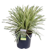 3x - Carex Hachijoensis 'Evergold' - ↨30cm - Ø14