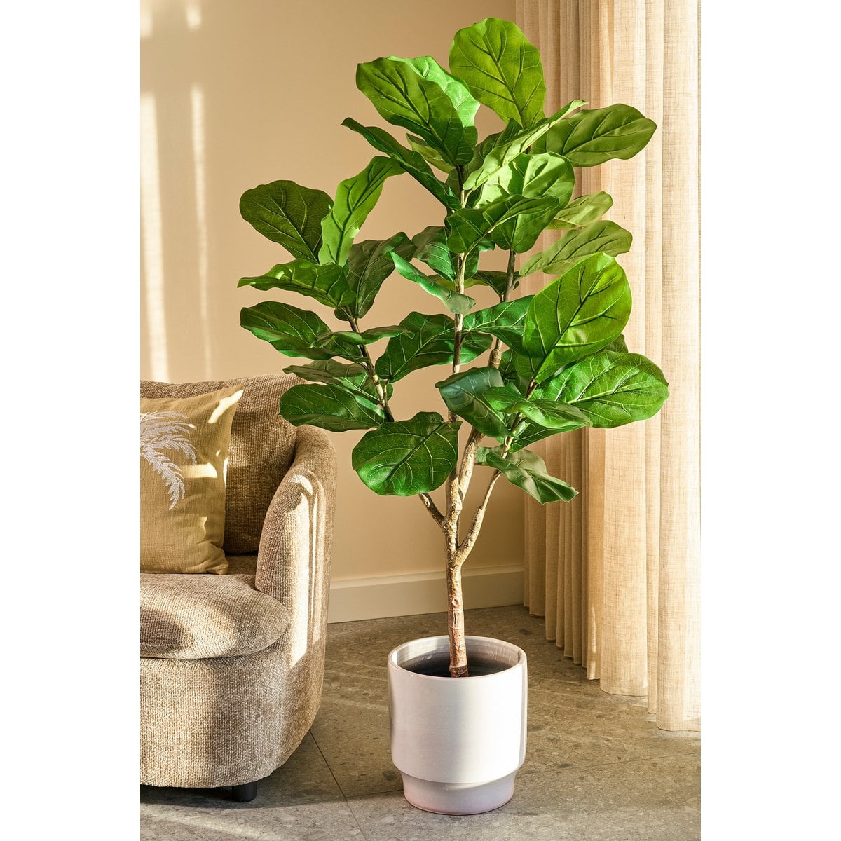Ambiance intérieure avec la plante Ficus Lyrata