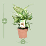 Dieffenbachia compacta - Ø17cm - ↕45cm