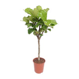 Ficus lyrata - Ø27cm - ↕120cm