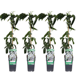 Clematis armandii - 4 pièces - Ø15cm - ↕65cm