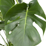 Monstera Deliciosa - Plante en trou - Ø21cm - ↕65cm