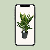 Cordyline New Conga - Ø19cm - ↕60cm