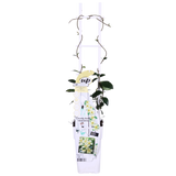 2x - Trachelospermum 'Star of Toscana' - ↨65cm - Ø15