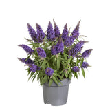 Plante artificielle Buddleja Candy violet Ø17 cm hauteur 45 cm
