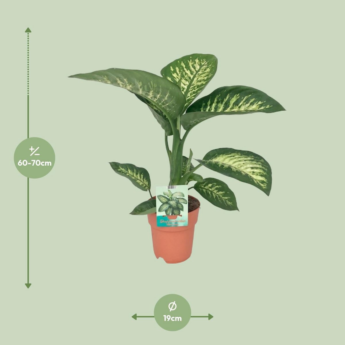Dieffenbachia Seguine Snow tropique - Ø19cm - ↕70cm