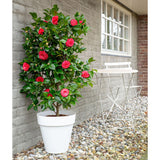 Plante Camellia japonica 'Black Lace' en pot Ø19 cm
