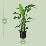 Strelitzia en pot Ø19 cm hauteur 90 cm