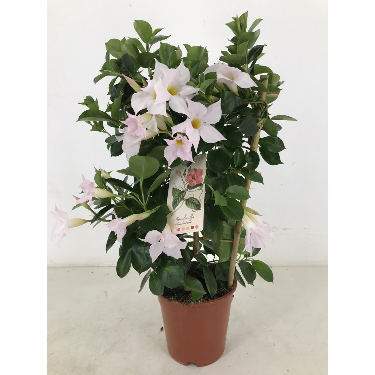 Mandevilla Sundaville Classic White Rek - vue générale de la plante
