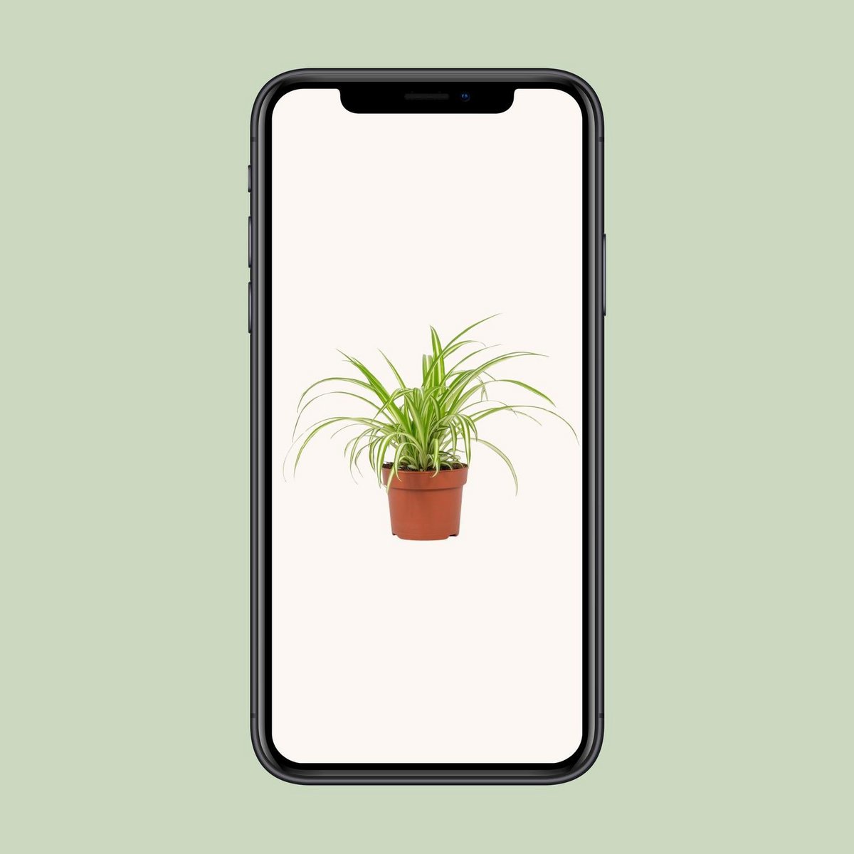 Chlorophytum variegatum - Plante d'intérieur avec feuilles vertes et blanches
