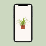 Chlorophytum variegatum - Plante d'intérieur avec feuilles vertes et blanches
