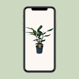 Alpinia Ø21 cm Hauteur 80 cm