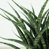 2x Sansevieria Fernwood Punk - Tongue femme - 30cm - Ø12