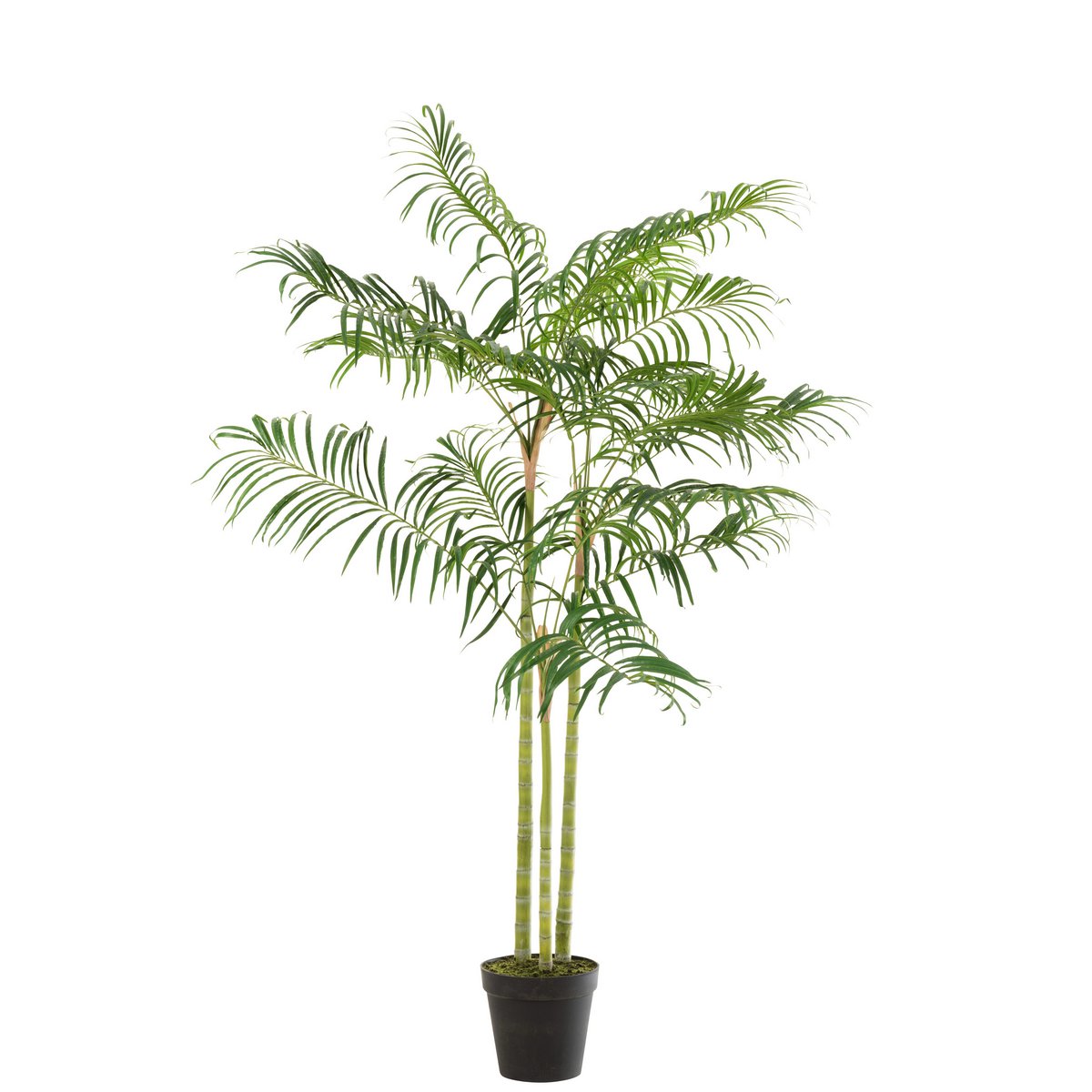 Palmier Bambou J-Line dans un salon moderne, ambiance exotique
