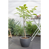 Ø23 cm - ↕120cm