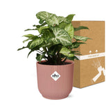 Flèche Syngonium en ELHO Vibes Fold 14cm rose