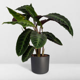 Calathea Warscewiczii - Plante Paon - Ø19cm - ↕70cm